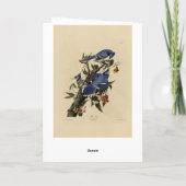 Blue Jay - John James Audubon's Birds of America カード (裏面)