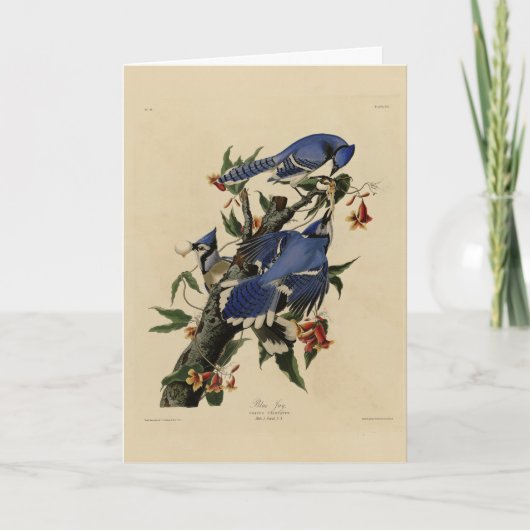 Blue Jay - John James Audubon's Birds of America カード (正面)