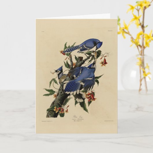 Blue Jay - John James Audubon's Birds of America カード (黄色い花)