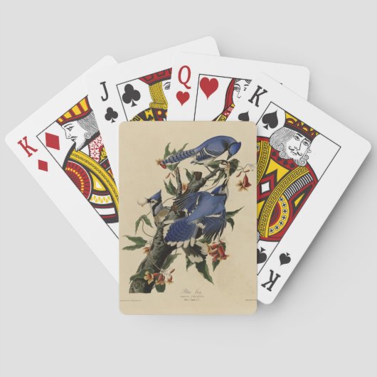 Blue Jay - John James Audubon's Birds of America トランプ (裏面)
