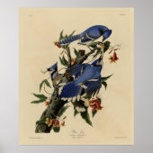 Blue Jay - John James Audubon's Birds of America ポスター (正面)