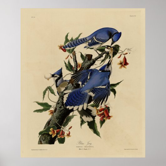 Blue Jay - John James Audubon's Birds of America ポスター (正面)