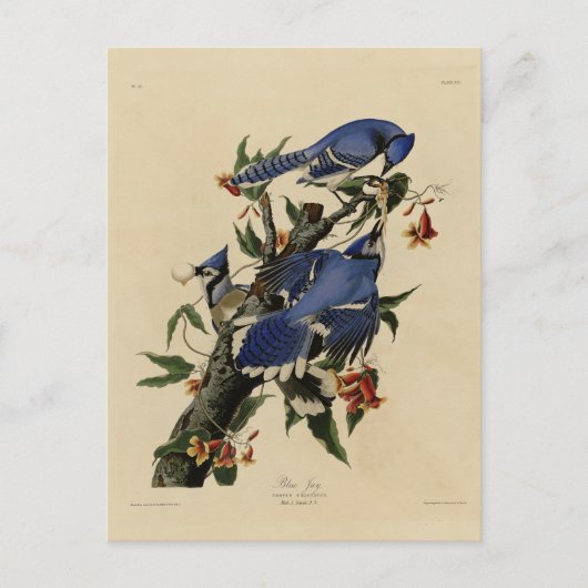 Blue Jay - John James Audubon's Birds of America ポストカード (正面)