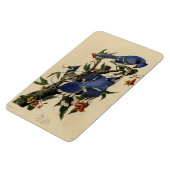 Blue Jay - John James Audubon's Birds of America マグネット (左側)