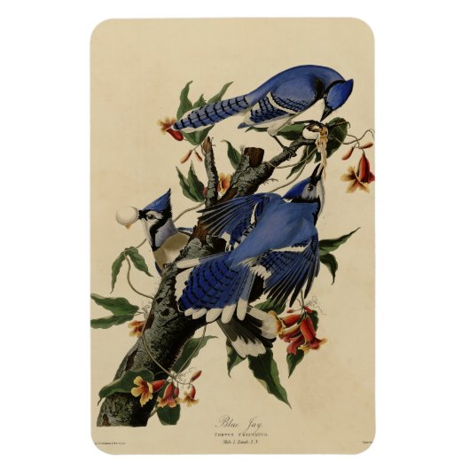 Blue Jay - John James Audubon's Birds of America マグネット (縦)