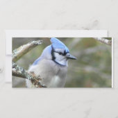 Blue Jay Looking (正面)