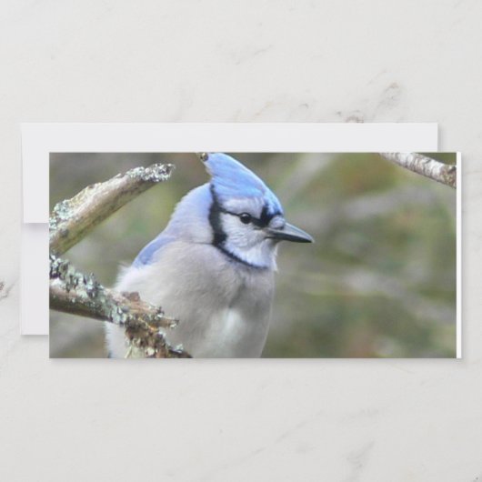 Blue Jay Looking (正面)