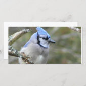 Blue Jay Looking (正面/裏面)