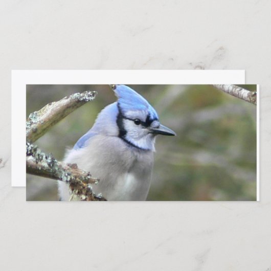 Blue Jay Looking (正面/裏面)