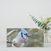 Blue Jay Looking (スタンド正面)