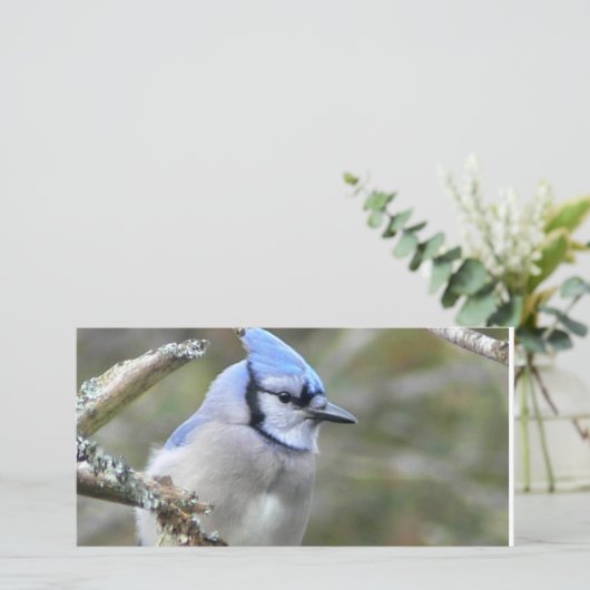 Blue Jay Looking (スタンド正面)