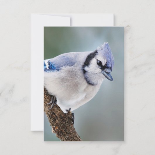 Blue Jay on a Branch 空白の Note Card 出欠カード (正面)