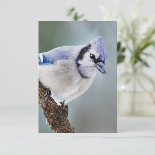 Blue Jay on a Branch 空白の Note Card 出欠カード (スタンド正面)