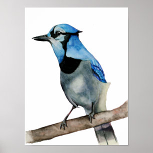 Blue Jay on Branch Watercolor Painting ポスター