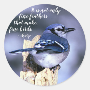 Blue Jay on Post Wildlife写真自然 ラウンドシール