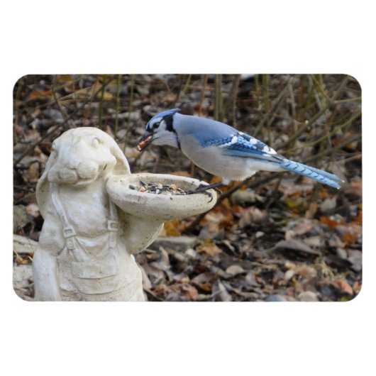 Blue Jay on Rabbit鳥フィーダーマグネット マグネット (横)