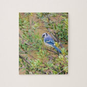 Blue Jay on Wax Myrtle ジグソーパズル (縦)