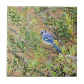 Blue Jay on Wax Myrtle タイル (正面)