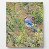 Blue Jay on Wax Myrtle フォトプラーク (正面)