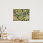 Blue Jay on Wax Myrtle ポスター (キッチン)