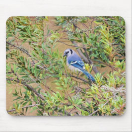 Blue Jay on Wax Myrtle マウスパッド