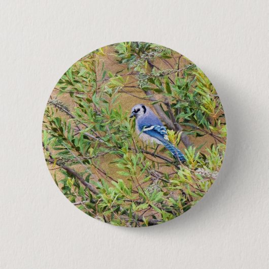 Blue Jay on Wax Myrtle 缶バッジ (正面)