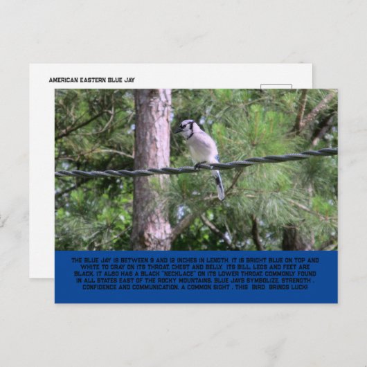 Blue Jay Postcard ポストカード (正面/裏面)