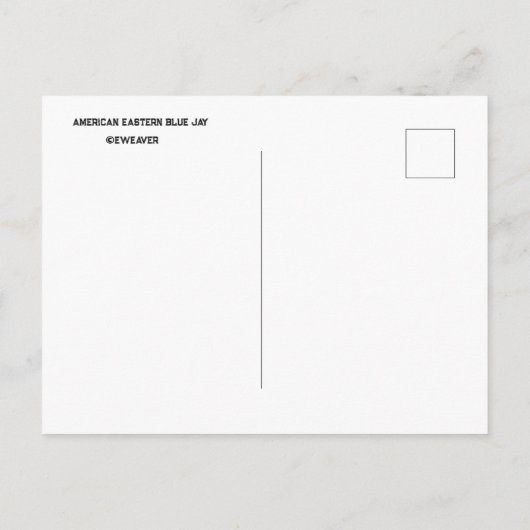Blue Jay Postcard ポストカード (裏面)