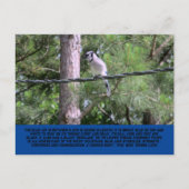 Blue Jay Postcard ポストカード (正面)