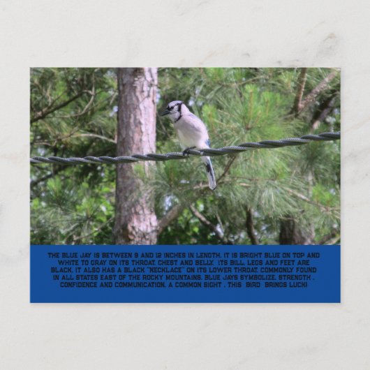 Blue Jay Postcard ポストカード (正面)