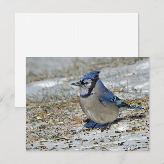Blue Jay Snowの写真 ポストカード (正面/裏面)