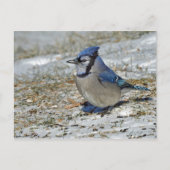 Blue Jay Snowの写真 ポストカード (正面)