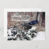 blue jay snow, メリーChristmas - カスタマイズ post シーズンポストカード (正面/裏面)