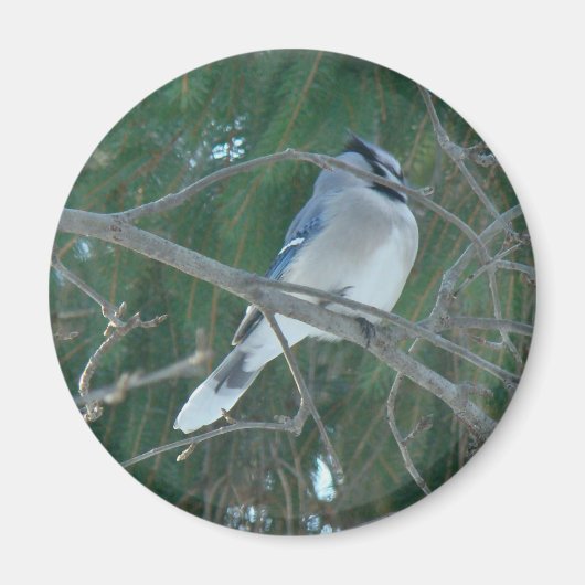 Blue Jay Songbird (シアノシタクリスタータ) マグネット (正面)