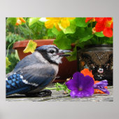 Blue Jay with Flowers ポスター (正面)