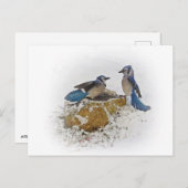 Blue Jays in Winter ポストカード (正面/裏面)