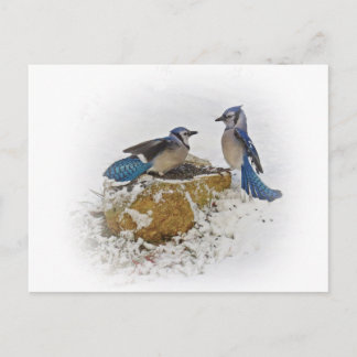 Blue Jays in Winter ポストカード