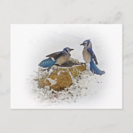 Blue Jays in Winter ポストカード (正面)