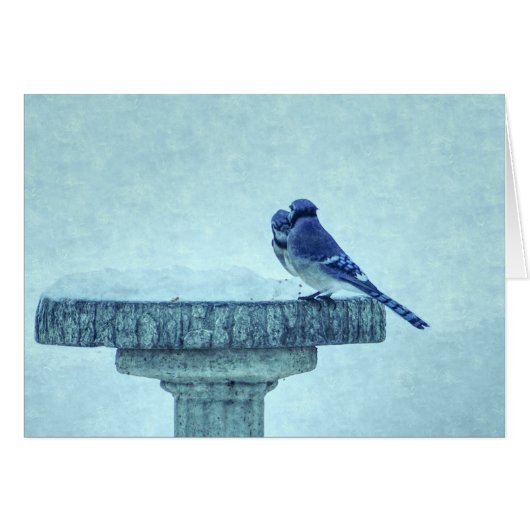 Blue Jays Winter 食べ物を与え's Painterly Greeting Card (正面横)
