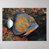 Blue Lined Angelfish ポスター (正面)