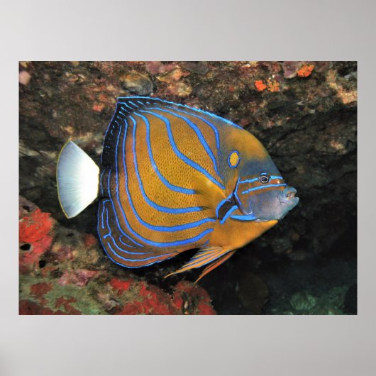 Blue Lined Angelfish ポスター (正面)