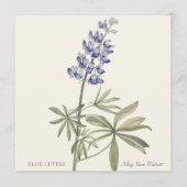 Blue Lupine by Mary Walcott (正面)