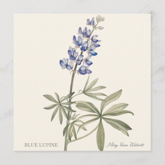Blue Lupine by Mary Walcott (正面)