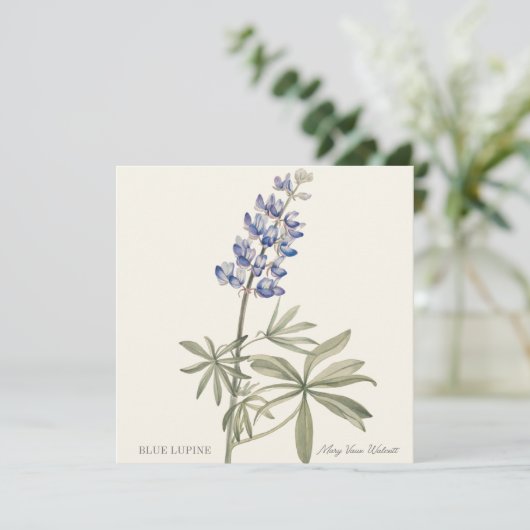 Blue Lupine by Mary Walcott (スタンド正面)