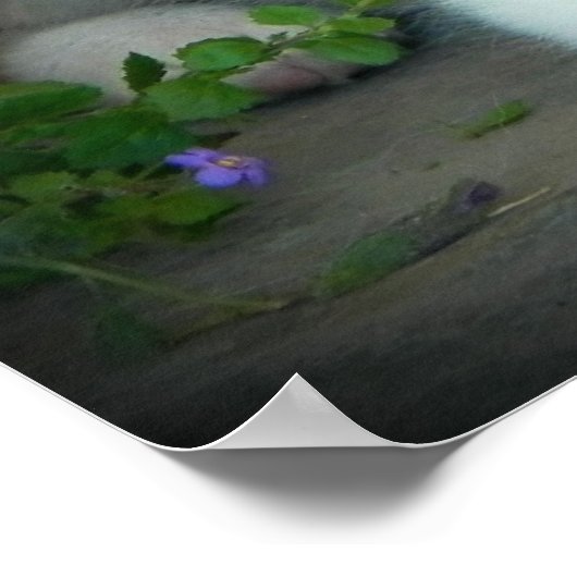 Blue Merle Aussie 3 Puppy Poster ポスター (角)