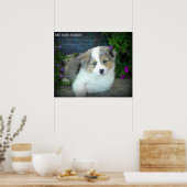 Blue Merle Aussie 3 Puppy Poster ポスター (キッチン)
