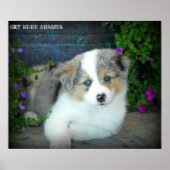 Blue Merle Aussie 3 Puppy Poster ポスター (正面)
