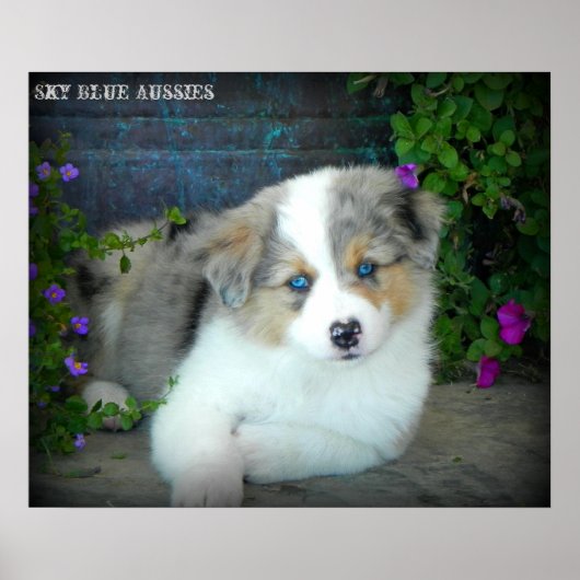 Blue Merle Aussie 3 Puppy Poster ポスター (正面)