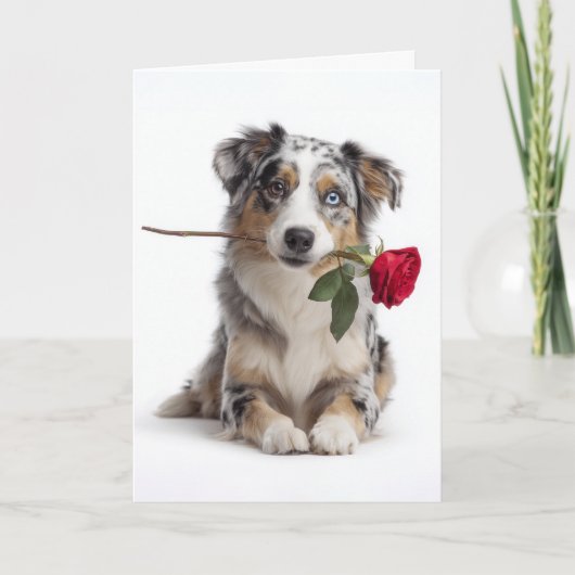 Blue Merle Aussie Valentine – Devoted Love カード (正面)