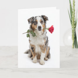 Blue Merle Aussie Valentine – Devoted Love カード